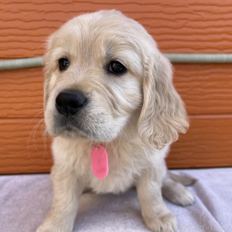 販売中の茨城県のゴールデンレトリーバー-455322の17枚目