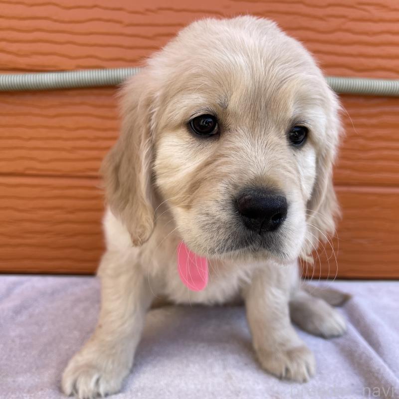 販売中の茨城県のゴールデンレトリーバー-455322の16枚目