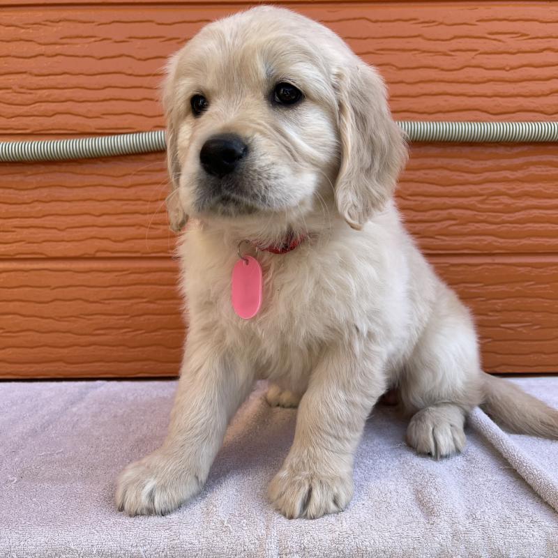 販売中の茨城県のゴールデンレトリーバー-455322の15枚目