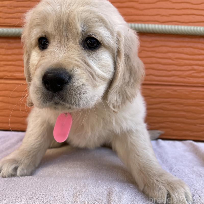 販売中の茨城県のゴールデンレトリーバー-455322の14枚目