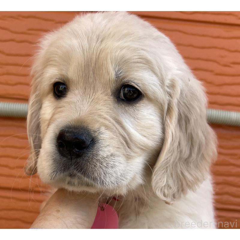 販売中の茨城県のゴールデンレトリーバー-455322の13枚目