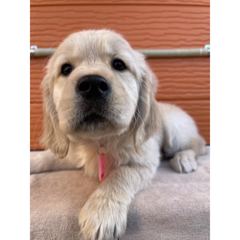 販売中の茨城県のゴールデンレトリーバー-455322の12枚目