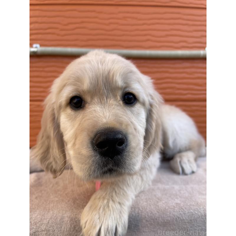 販売中の茨城県のゴールデンレトリーバー-455322の11枚目