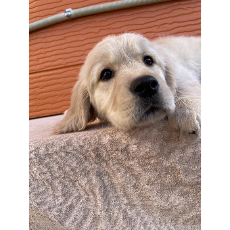 販売中の茨城県のゴールデンレトリーバー-455322の10枚目