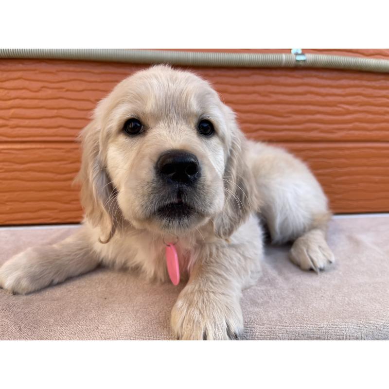 販売中の茨城県のゴールデンレトリーバー-455322の9枚目