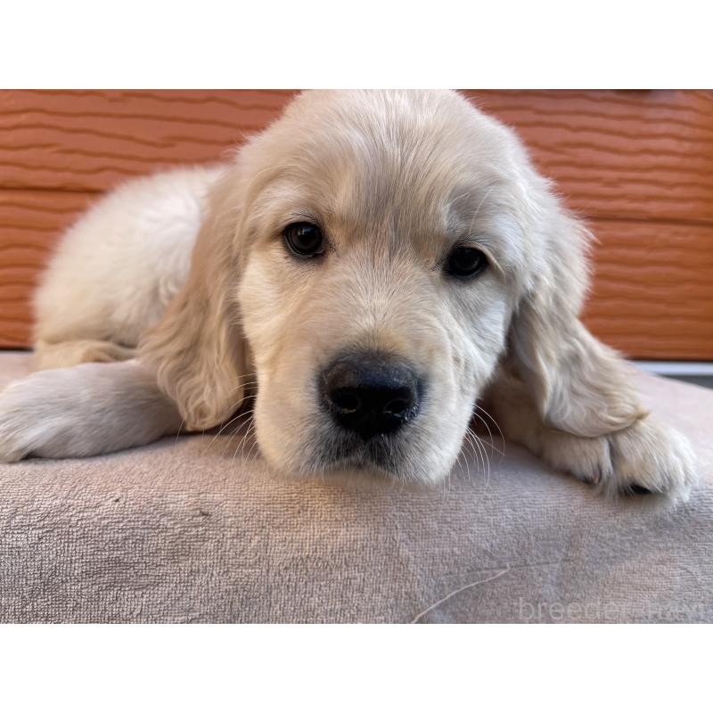 販売中の茨城県のゴールデンレトリーバー-455322の8枚目