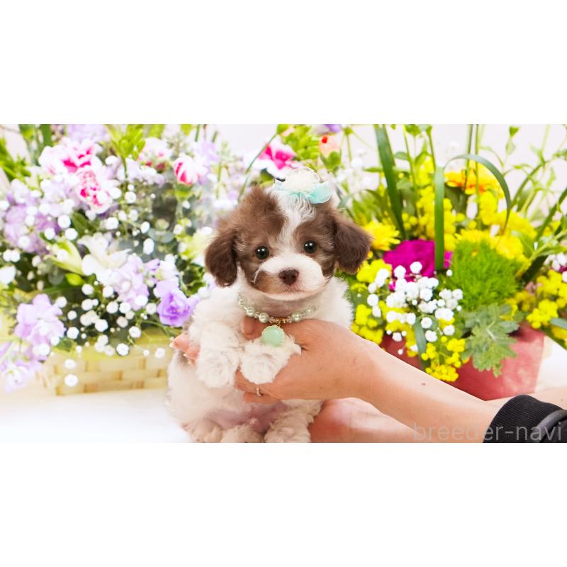 販売中の群馬県のティーカッププードル-452439の4枚目