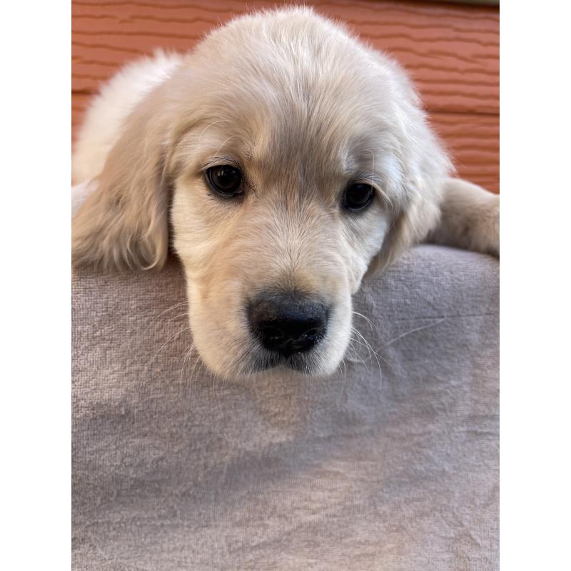 販売中の茨城県のゴールデンレトリーバー-455322の7枚目