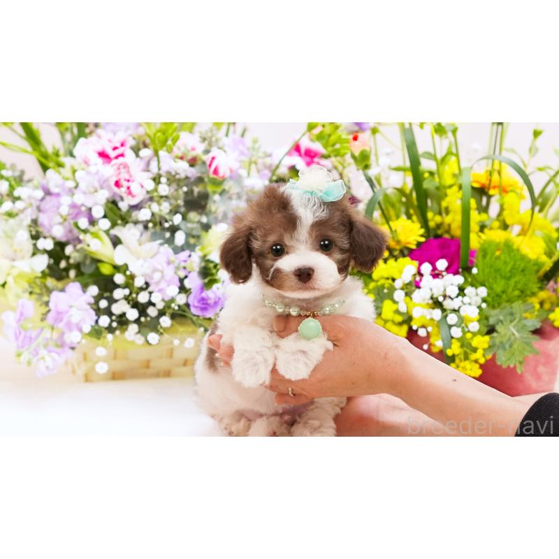 販売中の群馬県のティーカッププードル-452439の3枚目