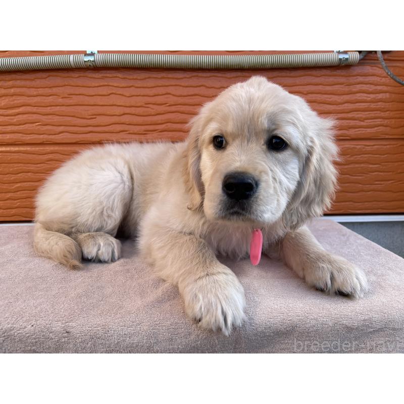 販売中の茨城県のゴールデンレトリーバー-455322の6枚目