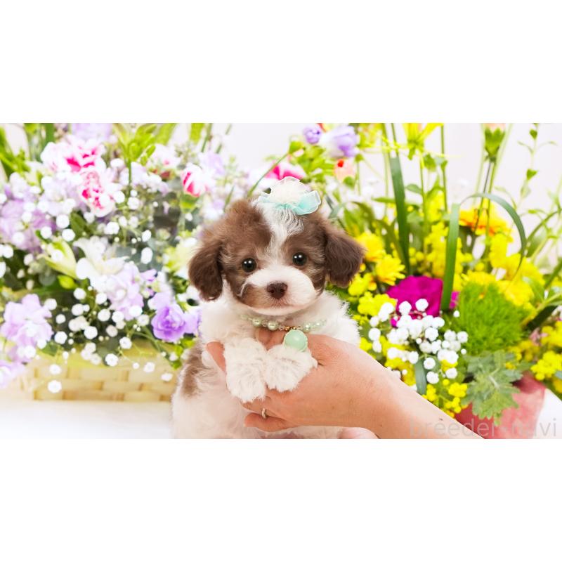 販売中の群馬県のティーカッププードル-452439の2枚目