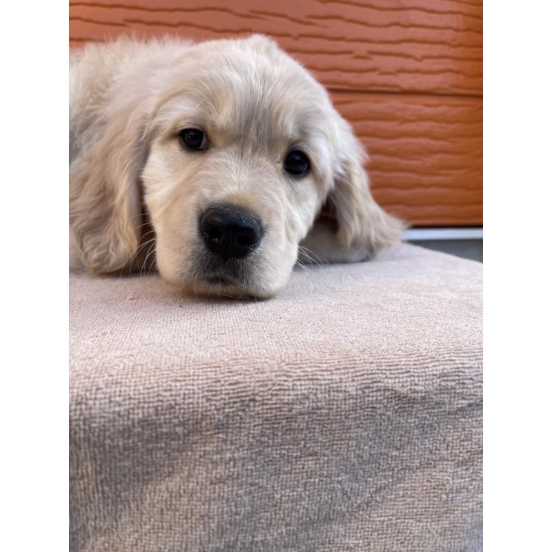 販売中の茨城県のゴールデンレトリーバー-455322の5枚目