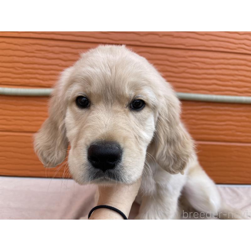 販売中の茨城県のゴールデンレトリーバー-455322の3枚目