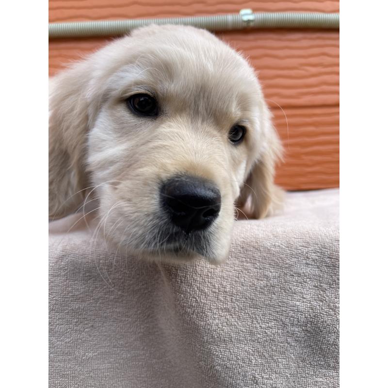 販売中の茨城県のゴールデンレトリーバー-455322の2枚目