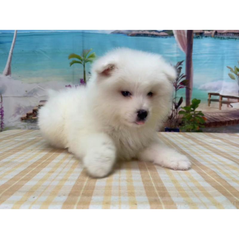 販売中の千葉県のサモエド-455323の5枚目