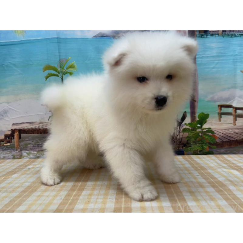 販売中の千葉県のサモエド-455323の4枚目