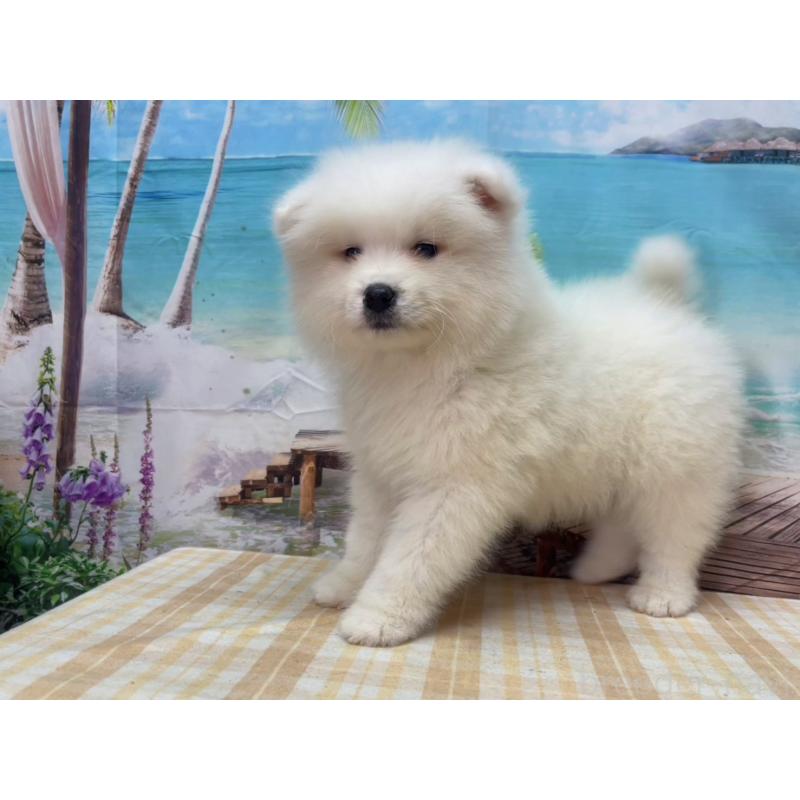 販売中の千葉県のサモエド-455323の3枚目