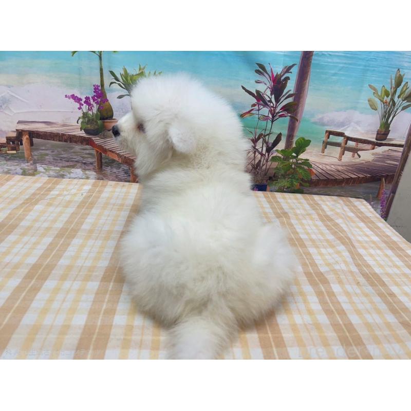 販売中の千葉県のサモエド-455323の2枚目