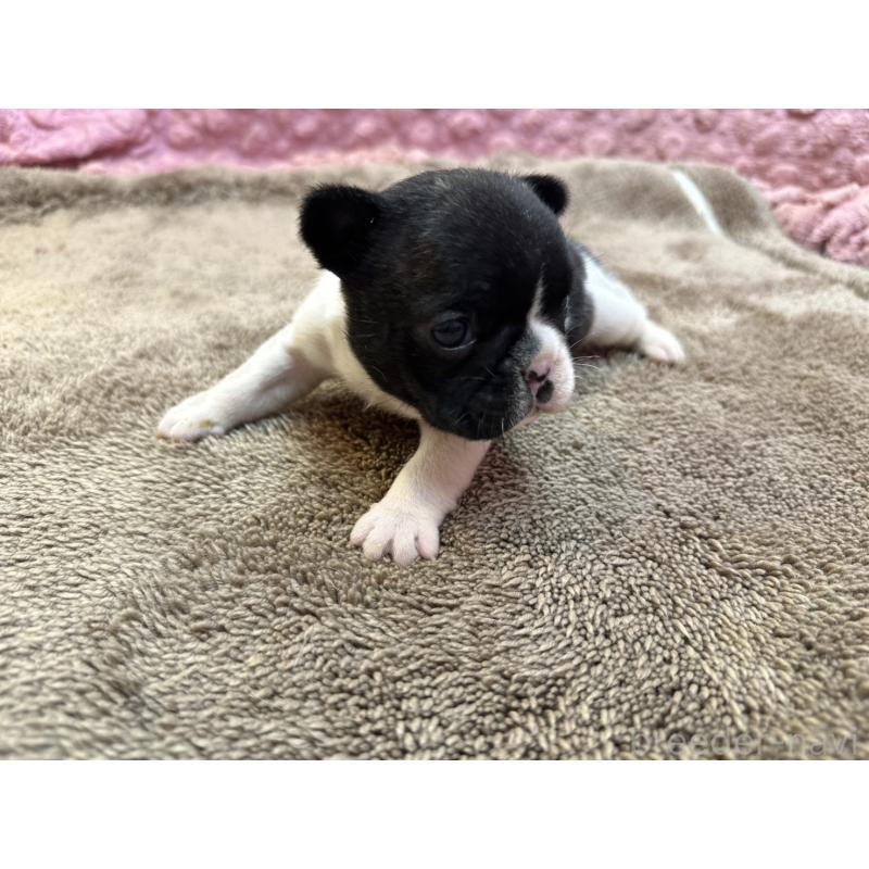 販売中の茨城県のフレンチブルドッグ-455325の11枚目