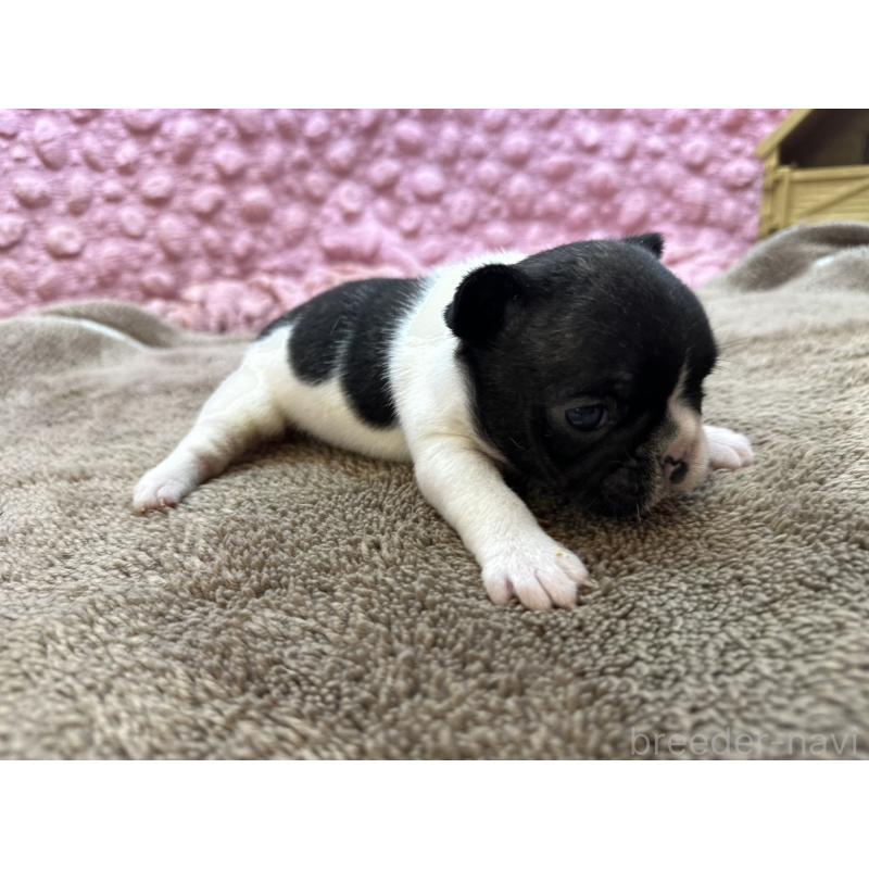 販売中の茨城県のフレンチブルドッグ-455325の10枚目