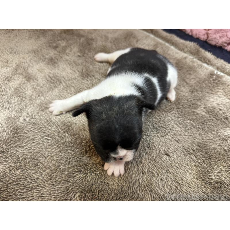 販売中の茨城県のフレンチブルドッグ-455325の9枚目