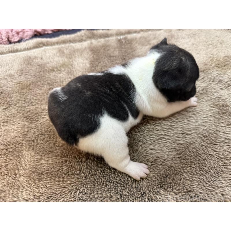 販売中の茨城県のフレンチブルドッグ-455325の8枚目