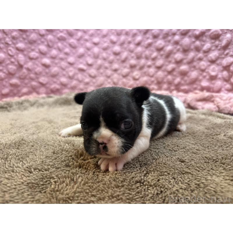 販売中の茨城県のフレンチブルドッグ-455325の6枚目