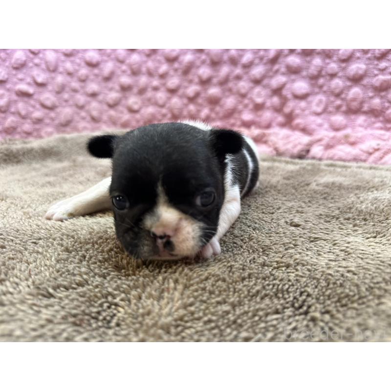 販売中の茨城県のフレンチブルドッグ-455325の5枚目