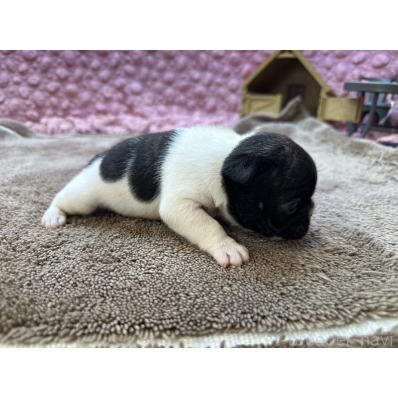 販売中の茨城県のフレンチブルドッグ-455325の4枚目