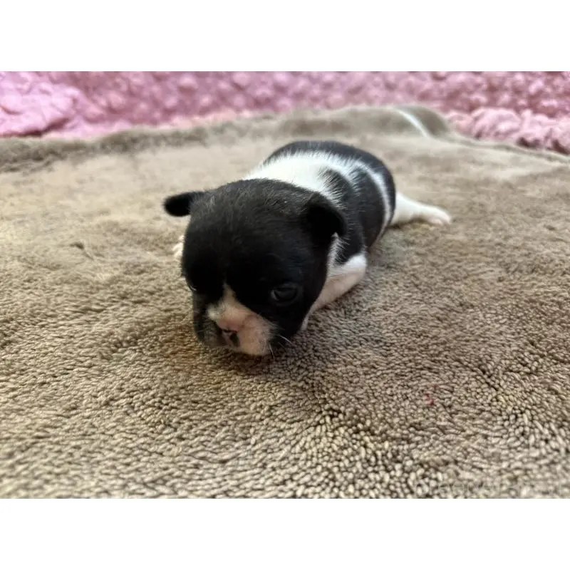 販売中の茨城県のフレンチブルドッグ-455325の3枚目