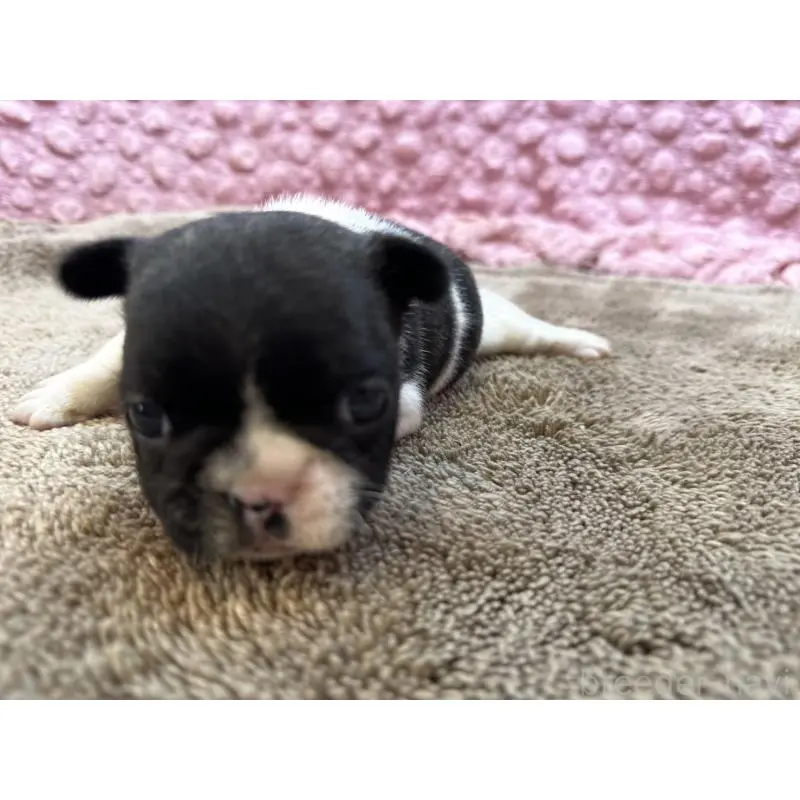 販売中の茨城県のフレンチブルドッグ-455325の2枚目