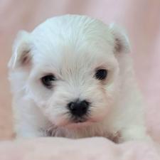 ♀︎マルチーズ