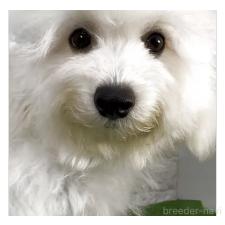 ♀︎ビションフリーゼ