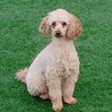 オンライン見学