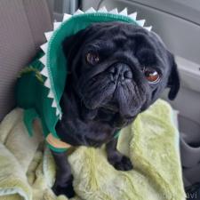 オンライン見学