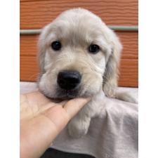 ♀︎ゴールデンレトリーバー