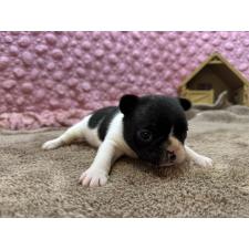 ♀︎フレンチブルドッグ