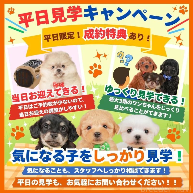 販売中の静岡県のトイプードル-452501の3枚目