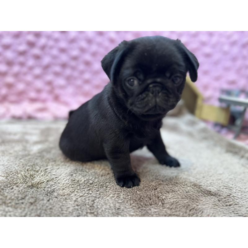 販売中の茨城県のパグ-455328の11枚目