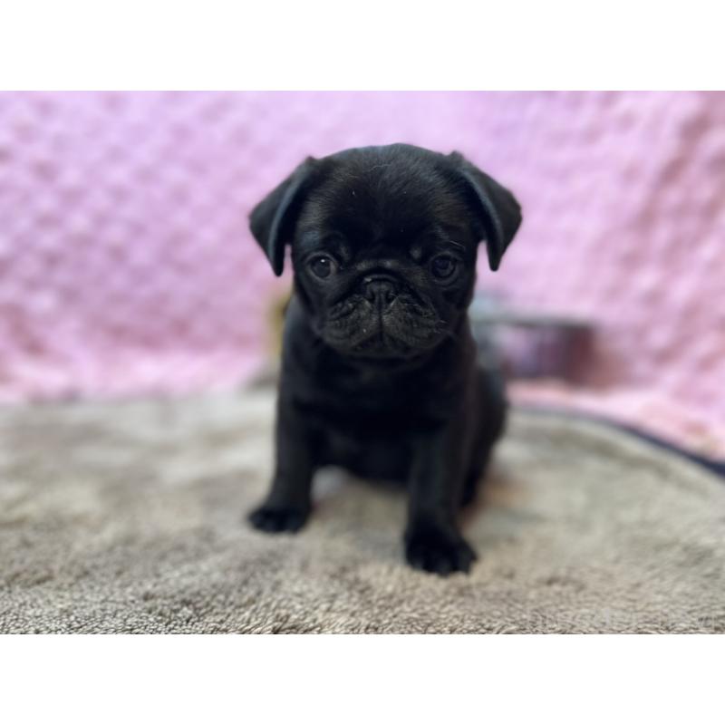 販売中の茨城県のパグ-455328の9枚目