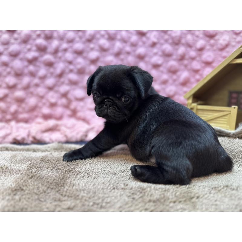 販売中の茨城県のパグ-455328の8枚目