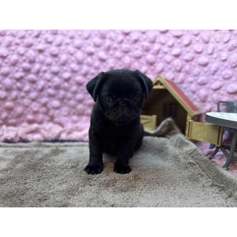 販売中の茨城県のパグ-455328の7枚目