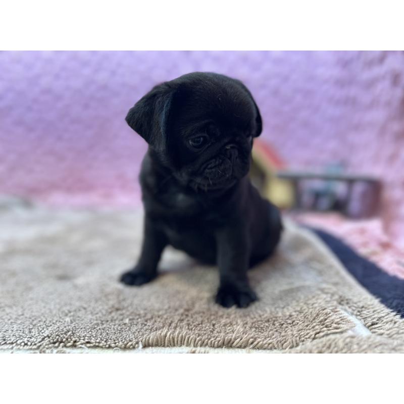 販売中の茨城県のパグ-455328の6枚目