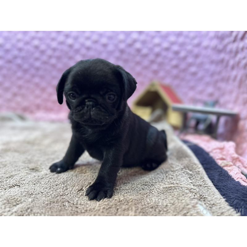 販売中の茨城県のパグ-455328の5枚目