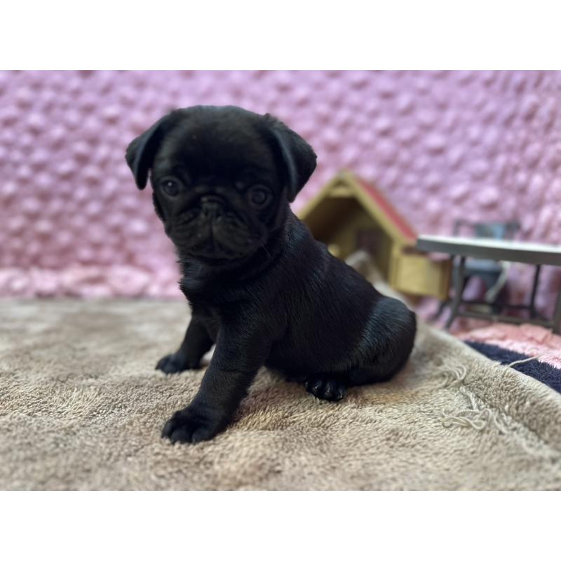 販売中の茨城県のパグ-455328の4枚目