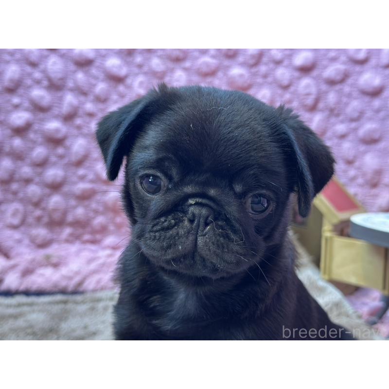 販売中の茨城県のパグ-455328の3枚目