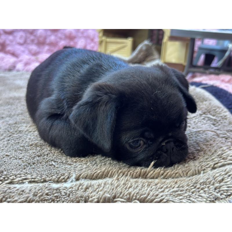 販売中の茨城県のパグ-455328の2枚目