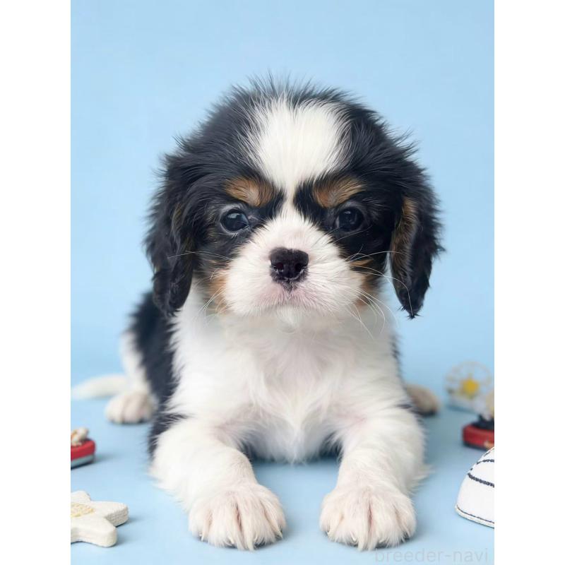 販売中の茨城県のキャバリアキングチャールズスパニエル-451485