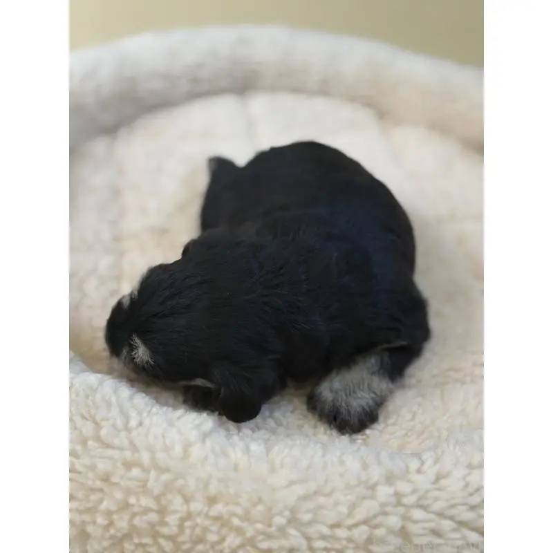 販売中の静岡県のミニチュアシュナウザー-455329の3枚目