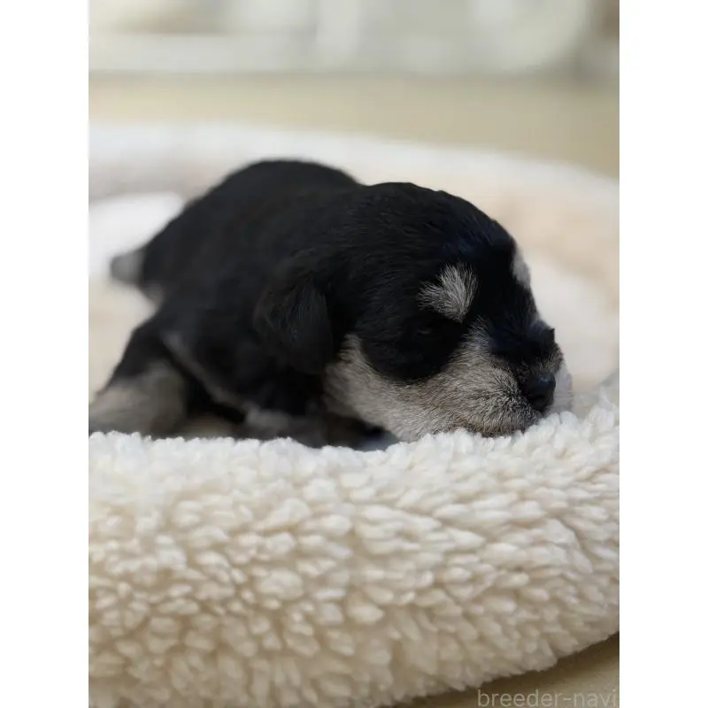 販売中の静岡県のミニチュアシュナウザー-455329の2枚目